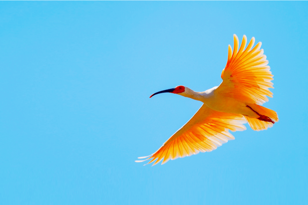 A crested ibis flying in the blue sky in Niigata, Japan.