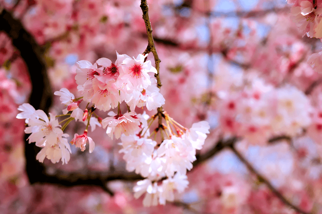 A shot of Edohigan, a wild sakura species of Japan.