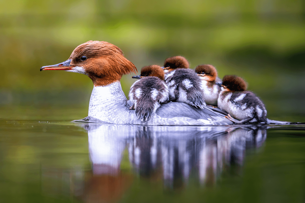 A goosander duck with brown hair and white feathers carrying her ducklings on her back.