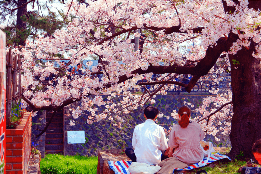 A couple sits below a cherry blossom tree while at hanami.