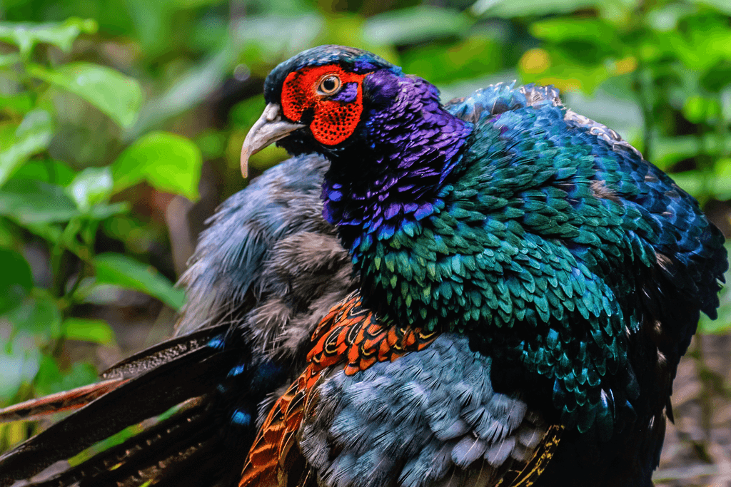 A picture of a Japanese green pheasant, which has a red head, blue neck and green body in Niigata, Japan.