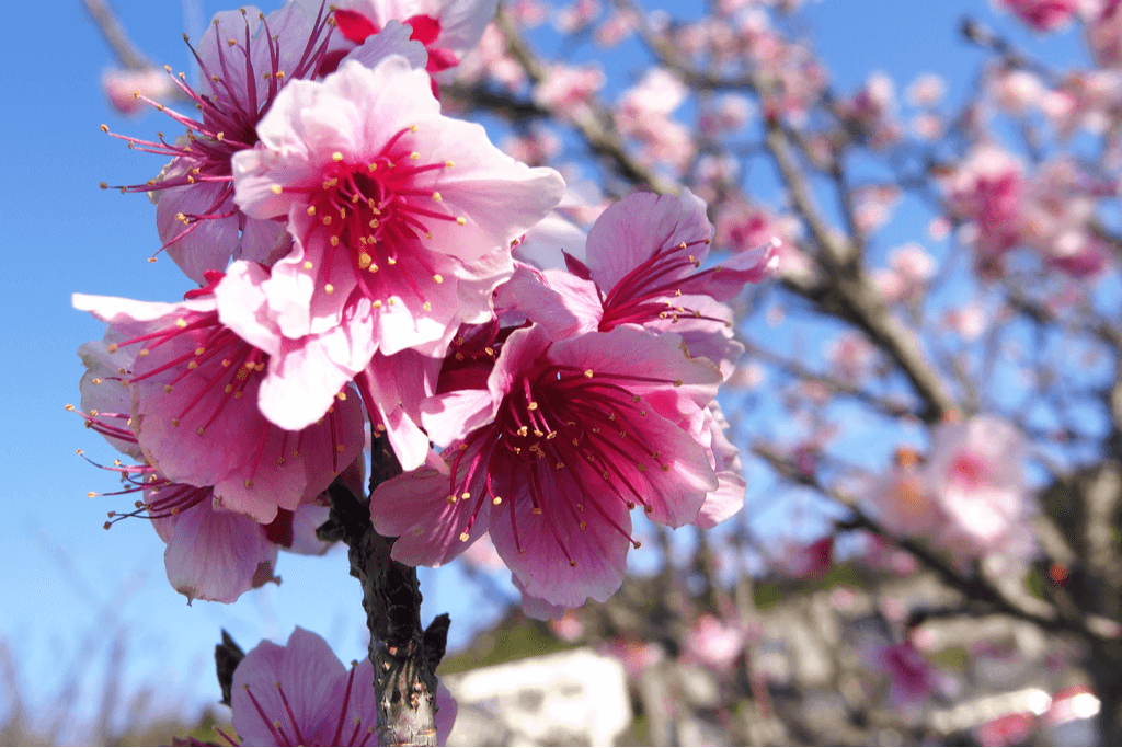 A bunch of bell-shaped sakura of Japan known as Kanhizakura.