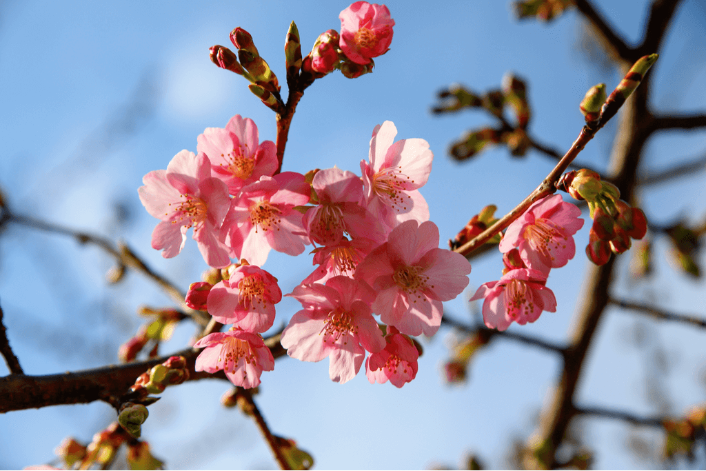 A shot of pink Kawazu Sakura of Japan.