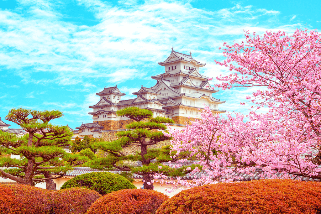 A picture of kyoto during cherry blossom season.