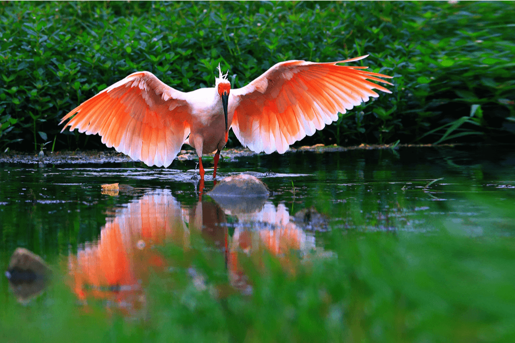 A picture of a crested ibis with spread pink and white wings. In the water among green trees. It's native to Niigata, Japan.