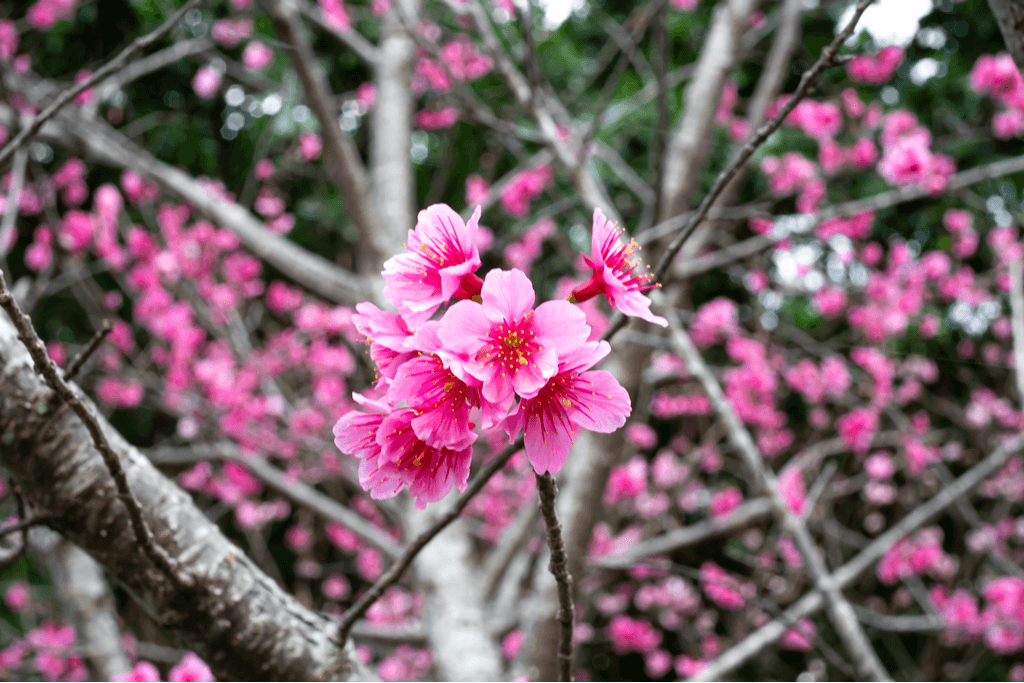 A picture of pink Okinawa cherry blossoms around peak season.