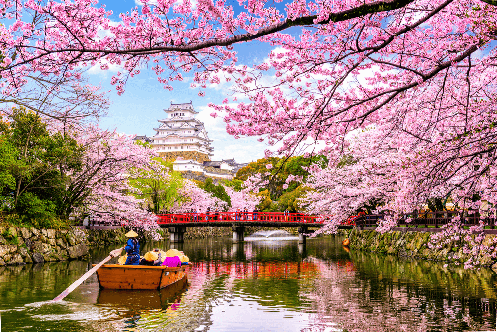A traditional Japanese shrine near a sakura tree of Japan.