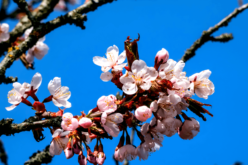 A branch of Sargent's cherry blossom near a clear blue sky, finally answering the question "What does peak mean"?