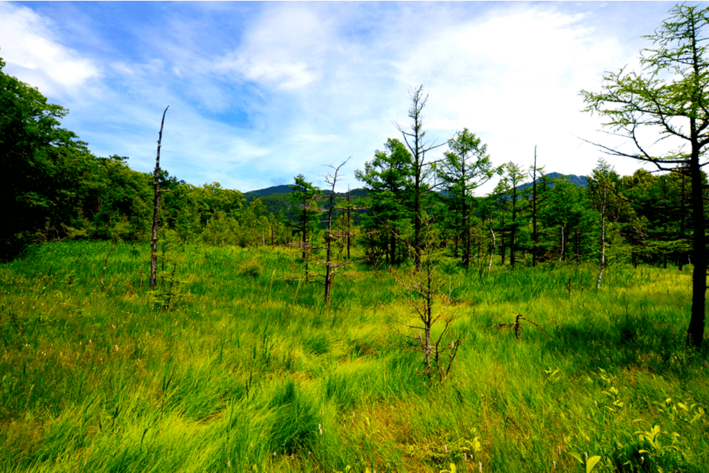 Wide shot of Senjogahara Marshaland, a gorgeous green meadow in Nikko, Japan.