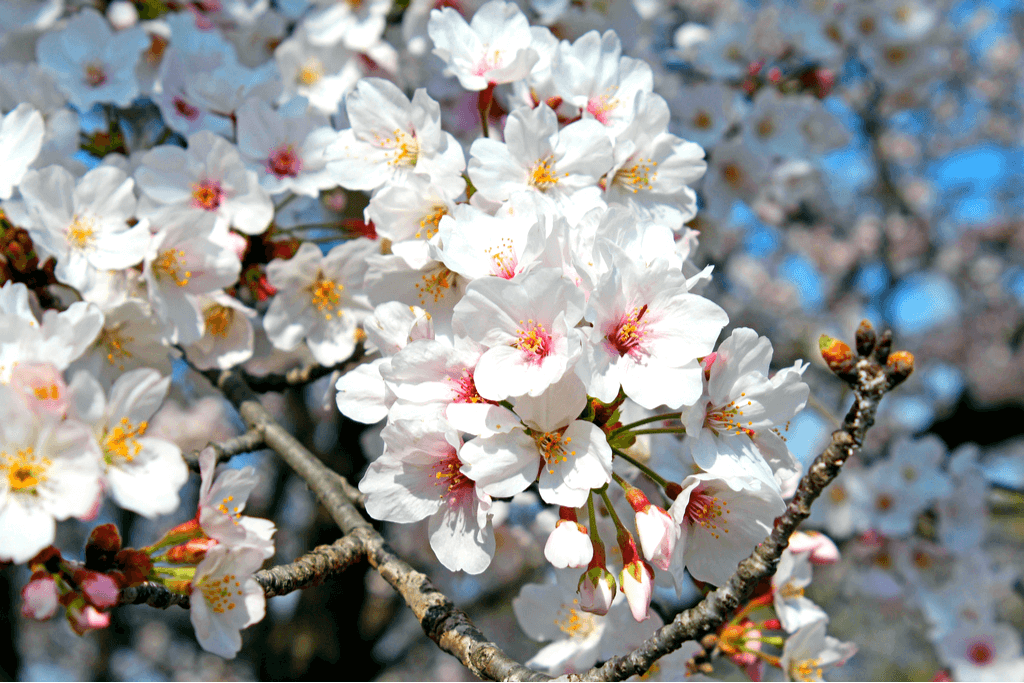 A picture of the Yoshino cherry blossoms. They are the most common sakura of Japan.