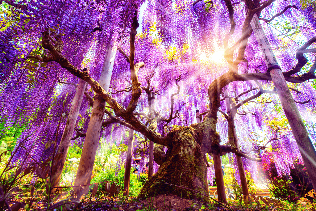 A purple wisteria tree in Tochigi during the daytime.