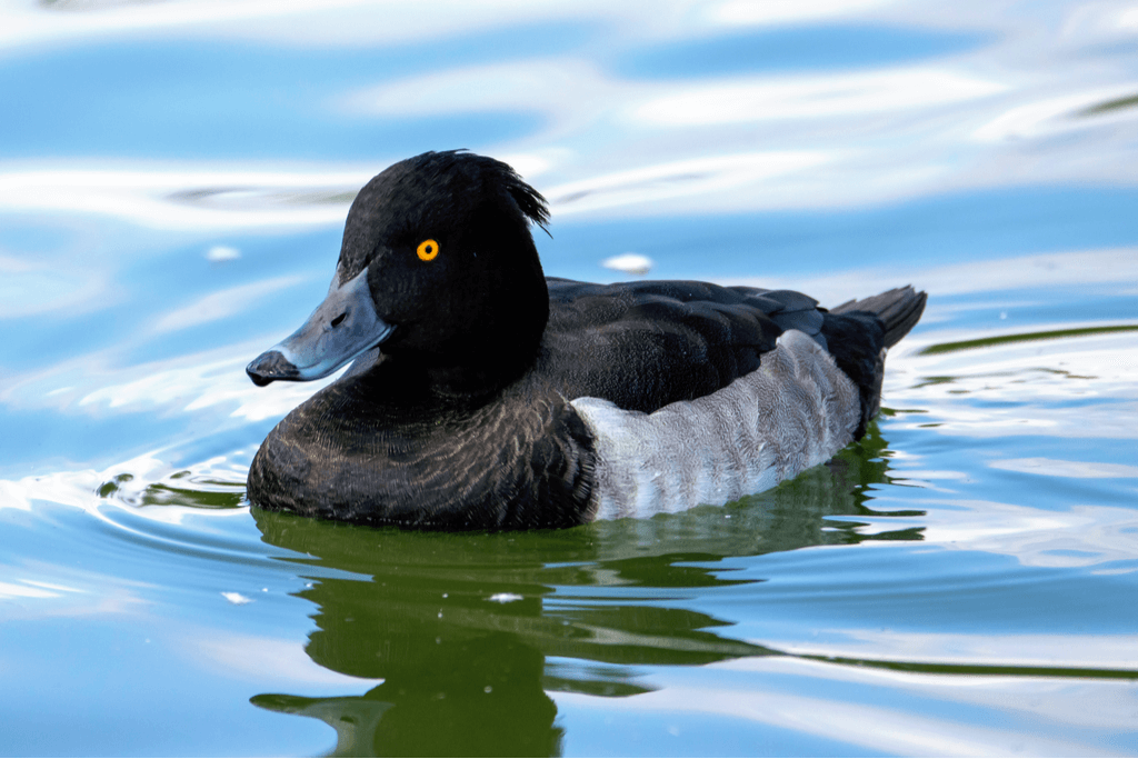 A male tufted duck in the water. He is chubby, with a larger head, black feathers, white bills and tufted black hair. It's from Niigata, Japan.