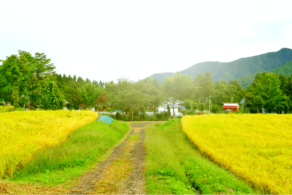 A picture of the Uonuma countryside. There are a lot of rolling green hills.