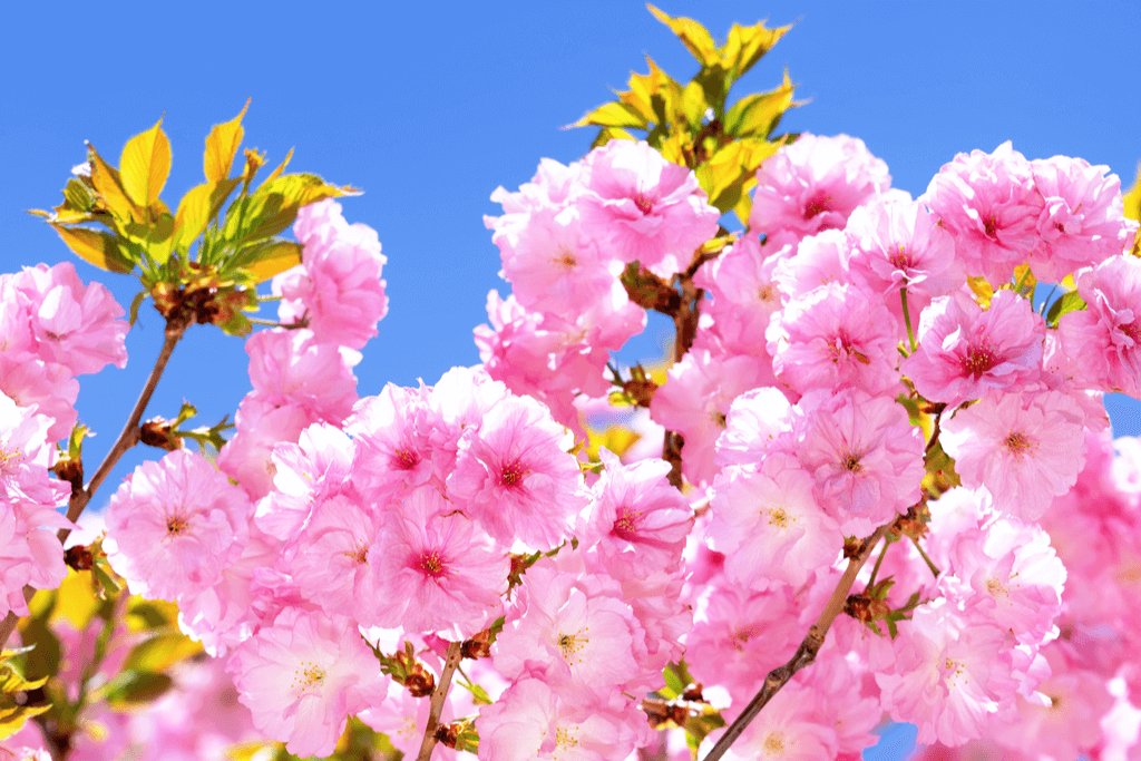 A picture of yaezakura, a bright cherry blossom with a bunch of petals.