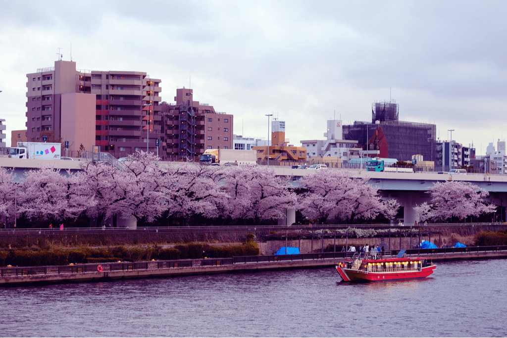 A picture of a yakatabune near cherry blossoms.