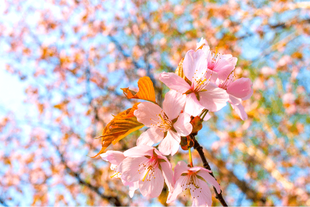 A picture of yamazakura, or the mountain cherry blossom. The petals are light pink.