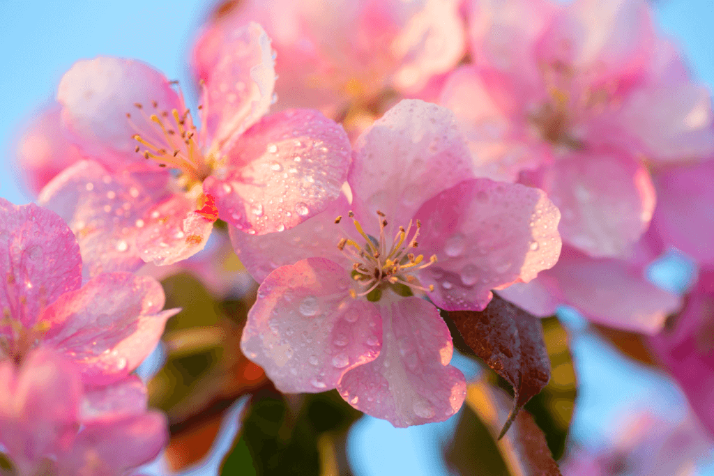 A close-up of morning dew of cherry blossoms.