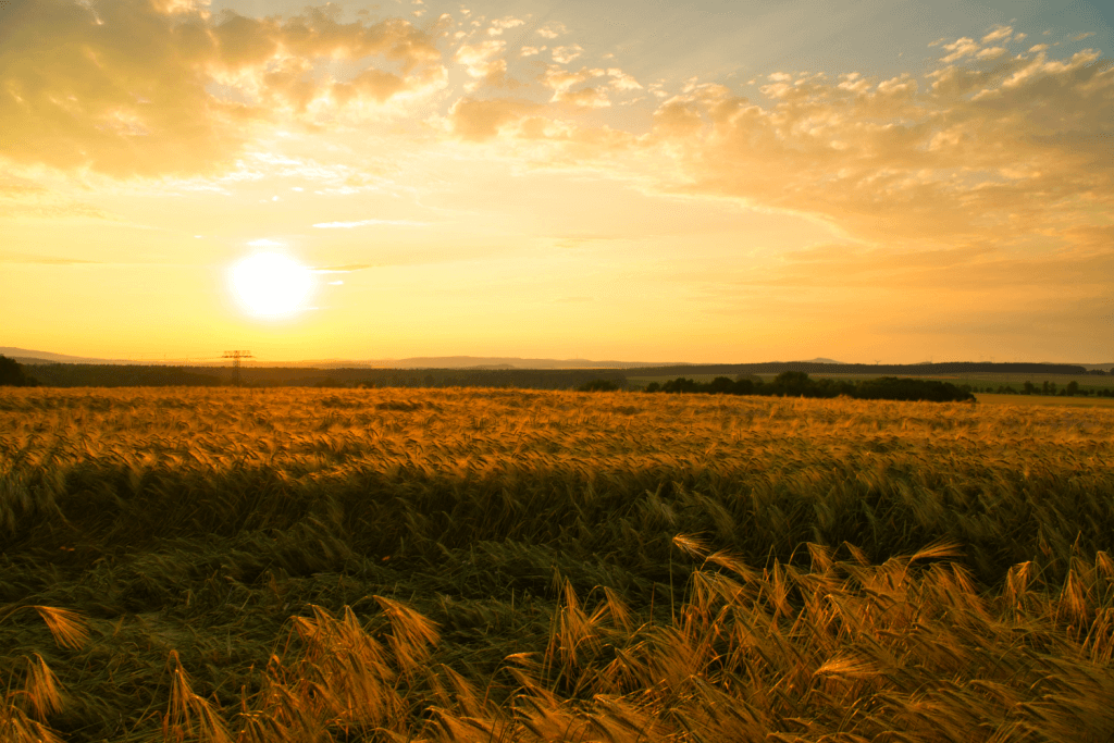 A golden barley farm in the sunset.
