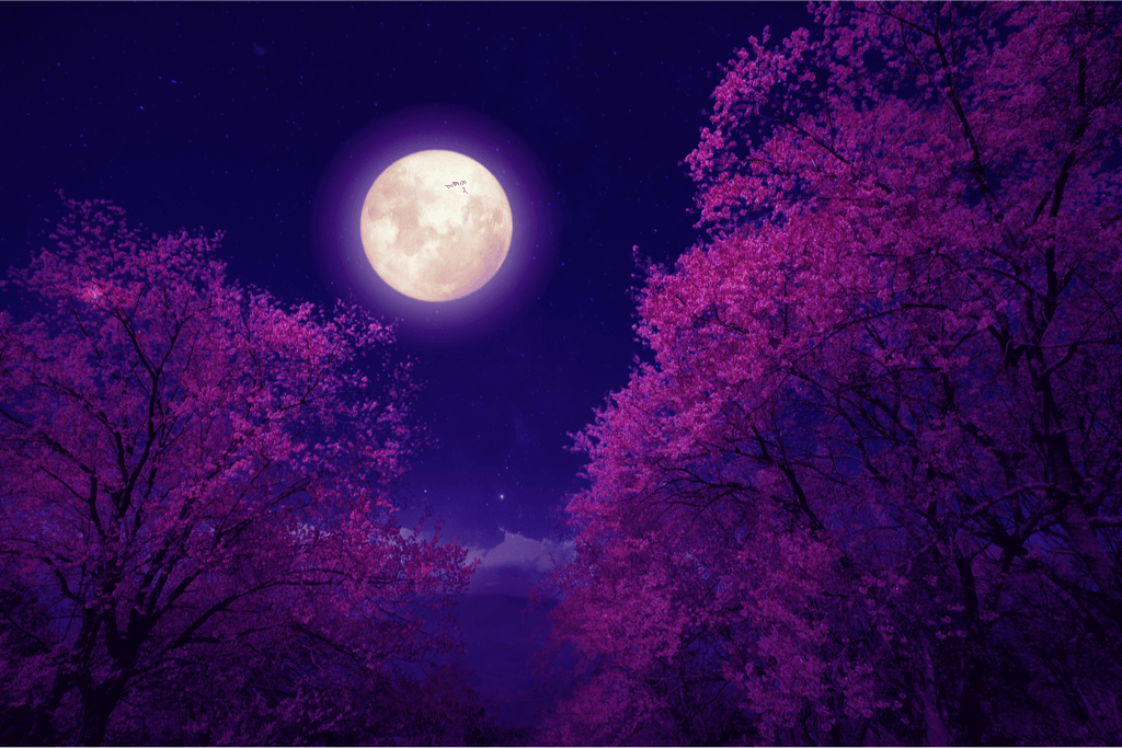 A vibrant pictures of cherry blossoms at night under a full moon.
