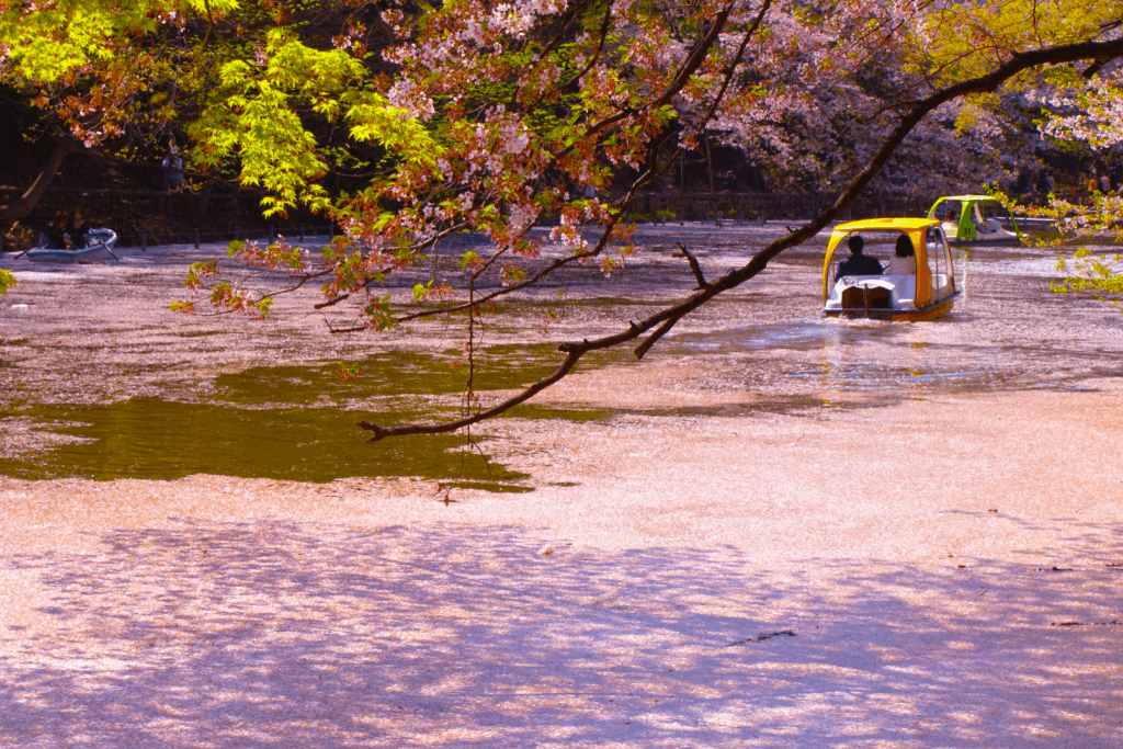 A river full of fallen cherry blossom petals. The vocabulary workshop word for this is "hanagasumi".