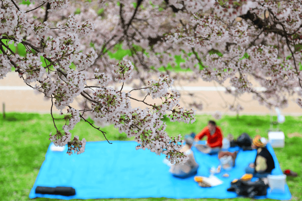 People having a hanami picnic on a blue tarp among the cherry blossom trees.