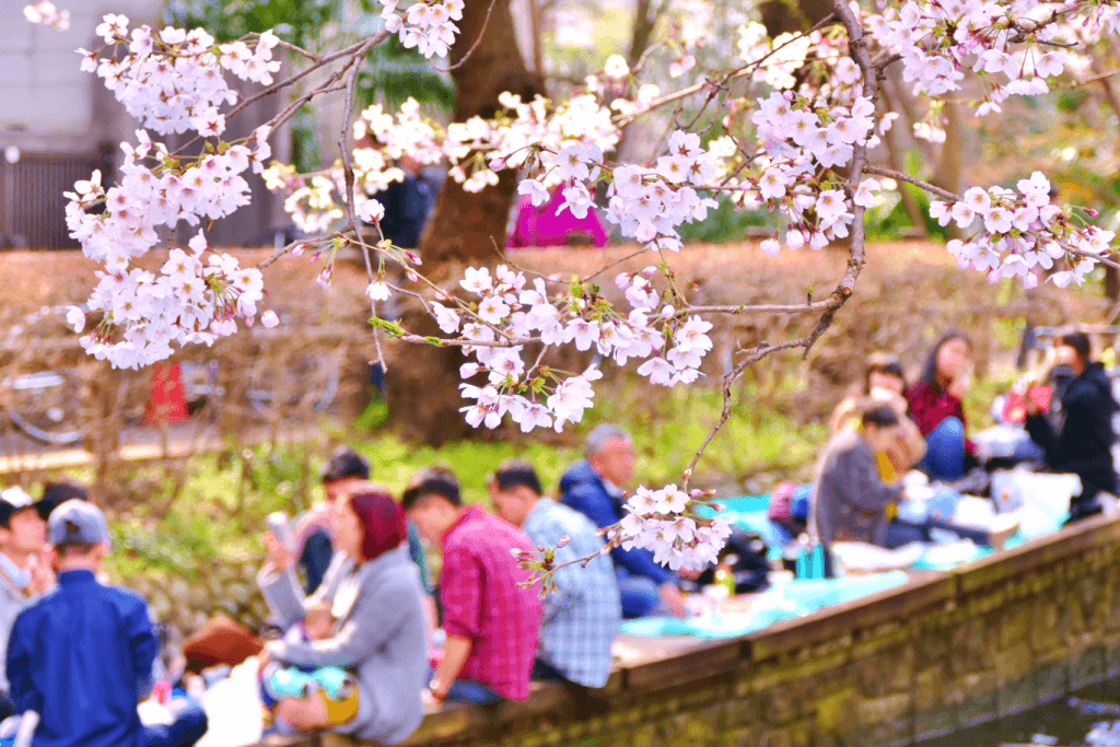 A bunch of people hanging out under cherry blossoms for hanami.