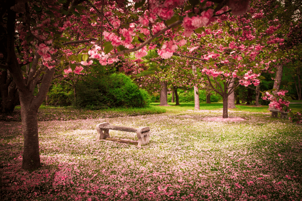 A long bench among the cherry blossoms in a park. The vocabulary workshop for abrupt changes in sakura is "mikkamisumanosakura".