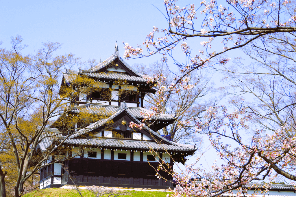 A picture of a castle with cherry blossoms in Niigata.