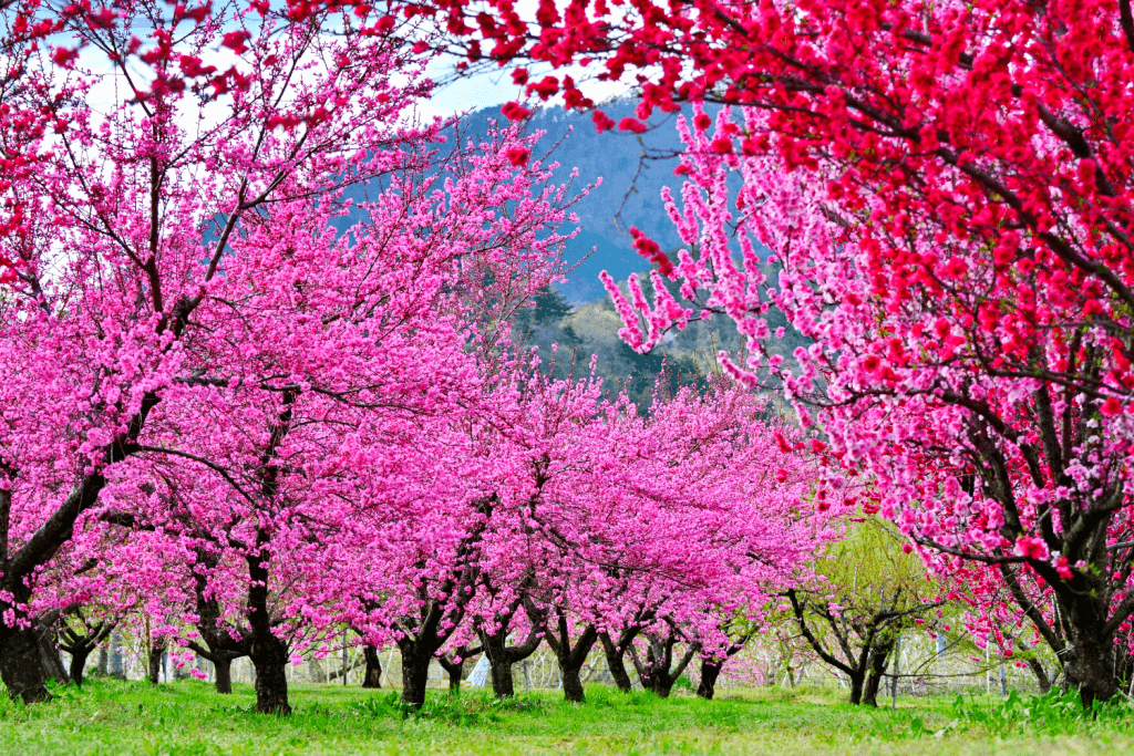 Flowering trees in in Fukushima of red and pink.