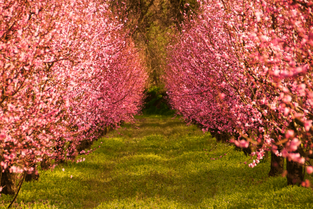 A bright pink peach blossom orchard.