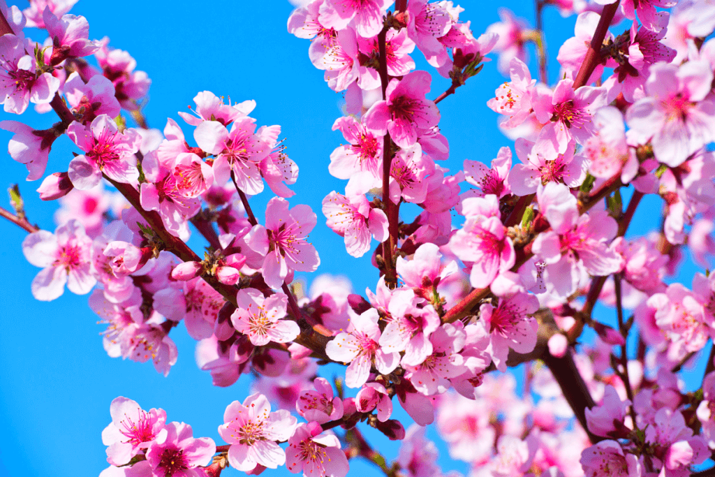 A branch of the pink peach blossom on a tree./