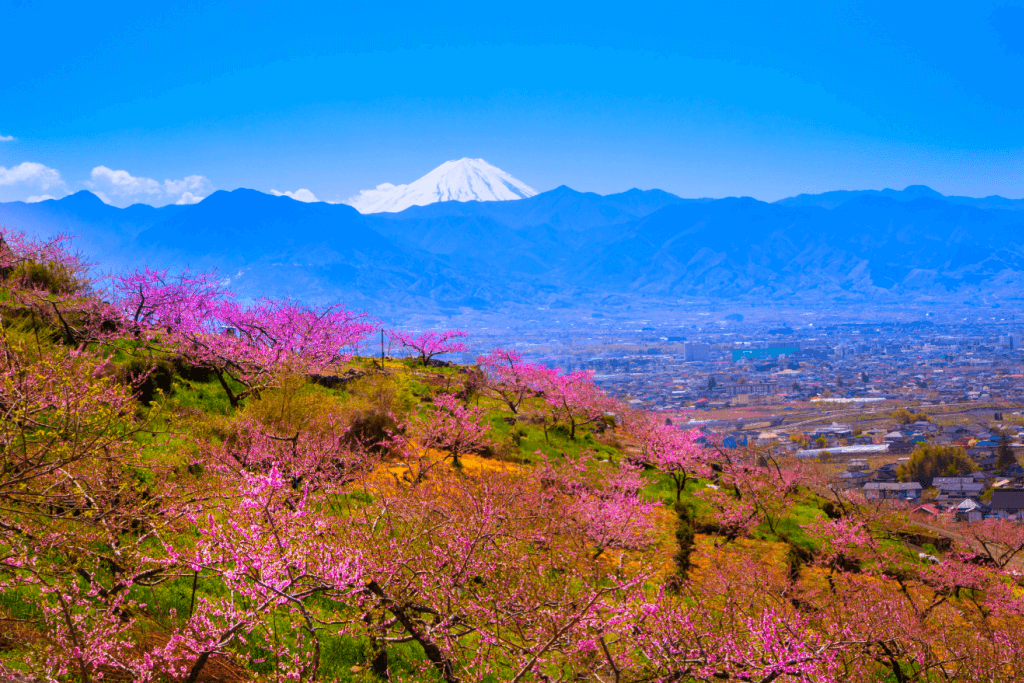 Mt. Fuji in the background which rows and rows of the peach blossom tree.