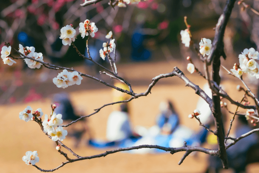 Out of focus people having a hanami among white plum blossoms.