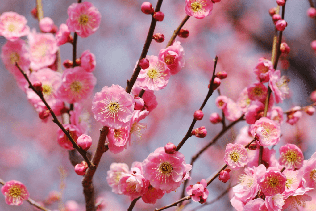 Pink ume blossoms on a large tree.
