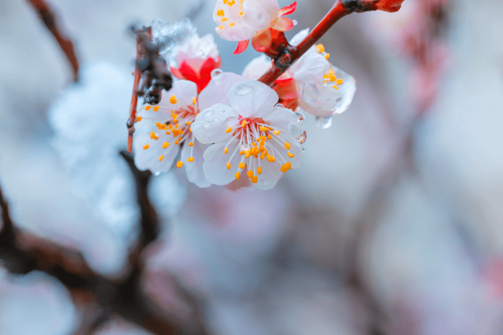 White plum blossoms in the snow on a cloudy day.