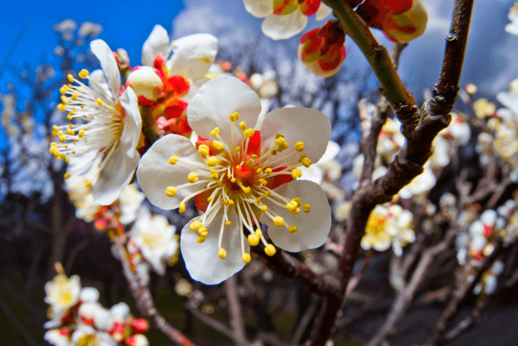 Large, white plum blossoms in the daytime.