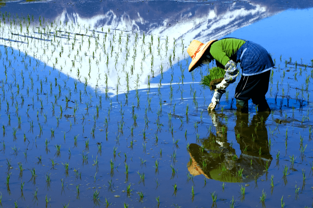 A farmer planting in a flooded rice paddy.