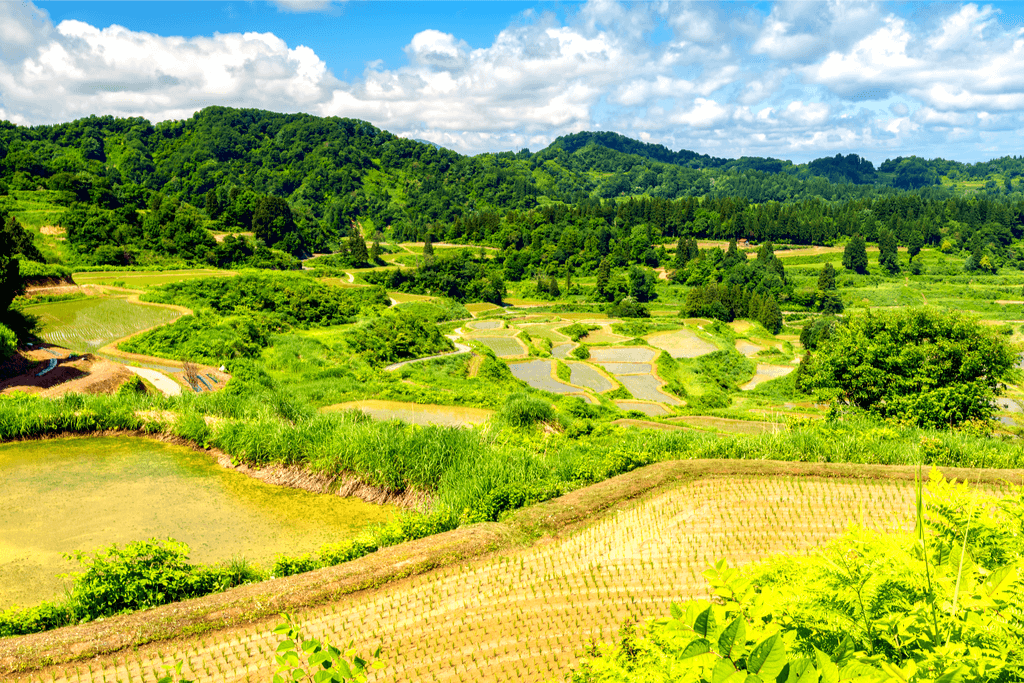 The Hoshitoge Rice terrace during harvest season. the fields are a golden brown.