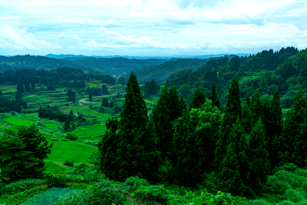 A picture of a verdant green rice paddy, Hoshitoge Rice Terrace.