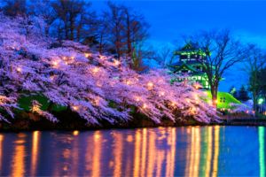 A nighttime view of cherry blossoms, a lake and Takada Castle in Niigata.