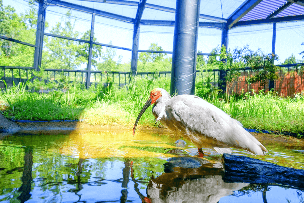A crested ibis at Toki Park Island in a greenhouse. They have white feathers and a red face. May people visit this place during seasonal holidays.
