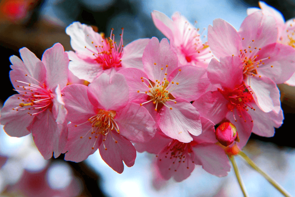 Light pink, beautiful cherry blossoms.