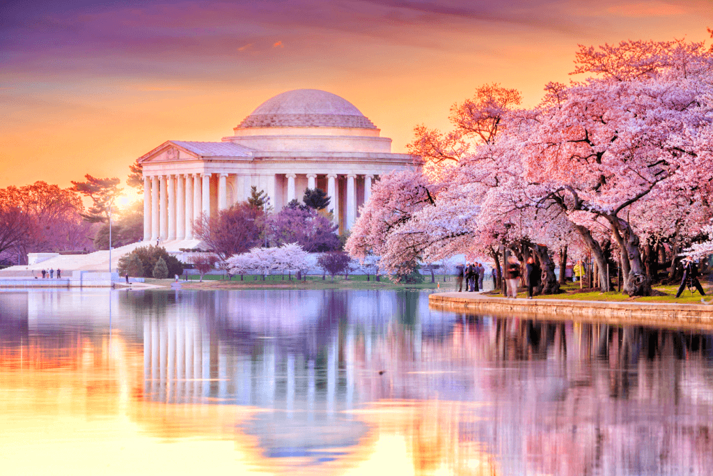 The Jefferson Monument at sunset in Washington DC, surrounded by cherry blossoms.