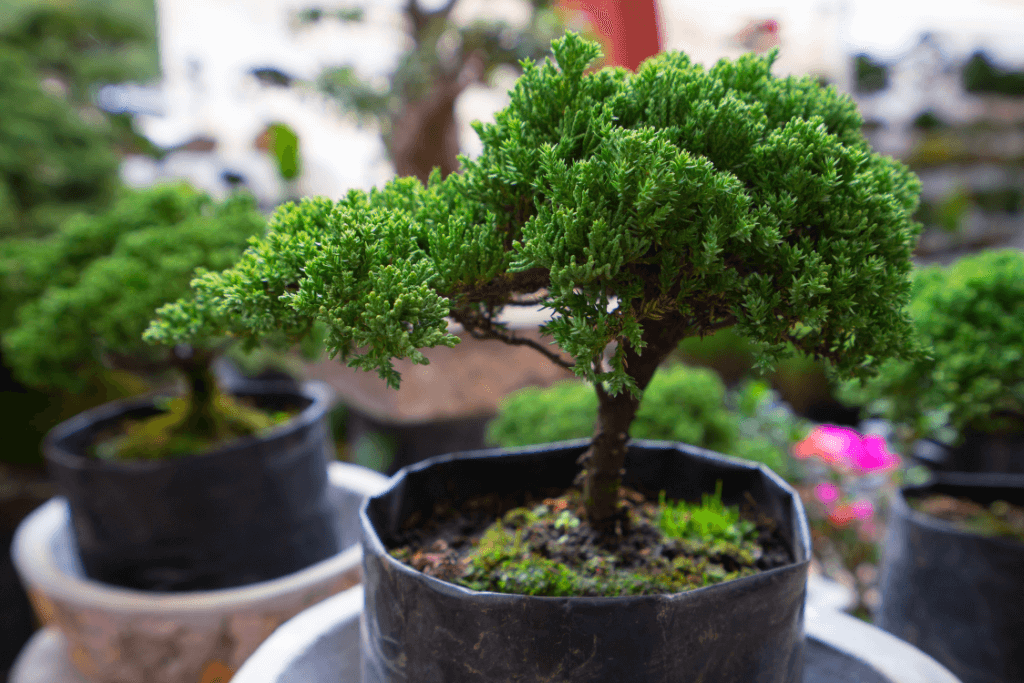 A small green bonsai tree.