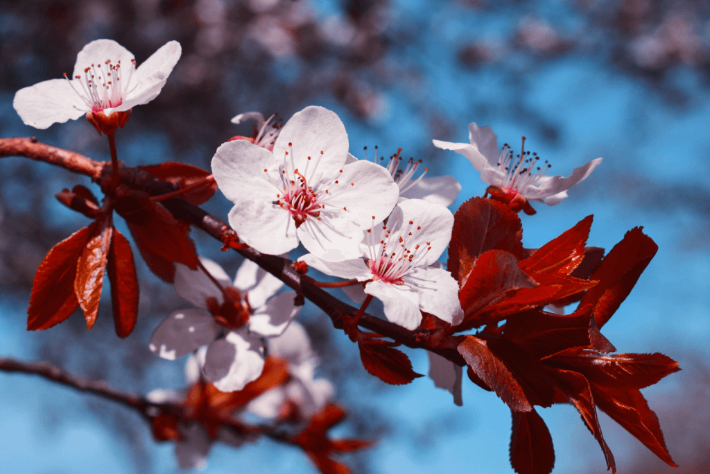 A branch with white cherry blossom flowers.