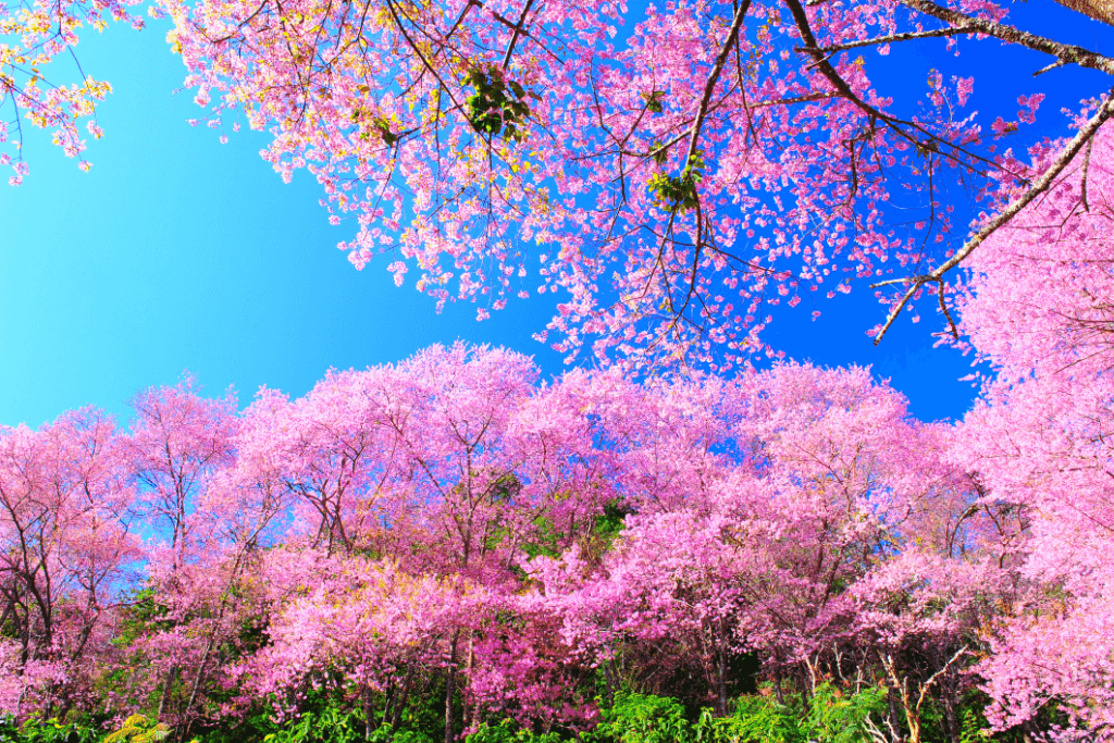 Cherry blossom trees on a clear sunny day.
