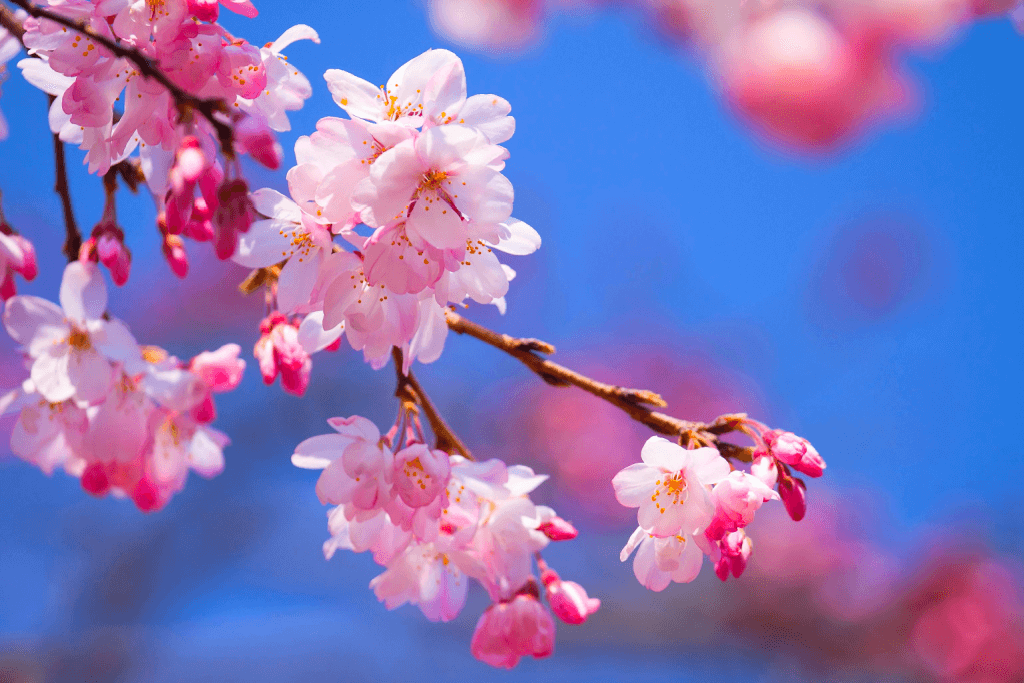 Light pink cherry blossoms against a blue sky.