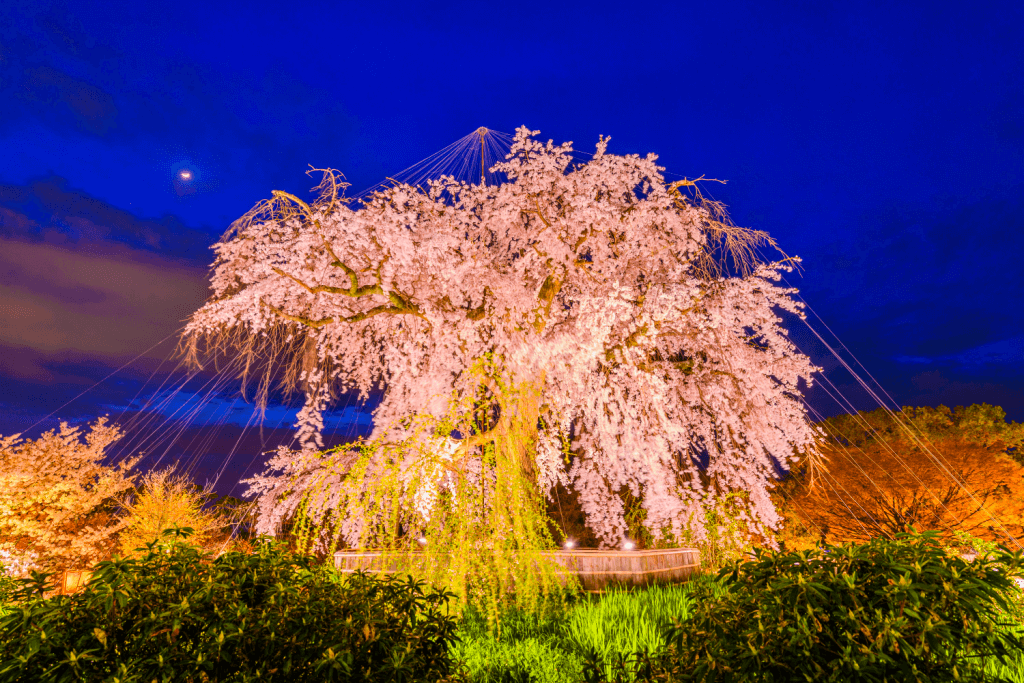 These illuminated pink cherry blossoms against a dark blue night sky show why literature is important.