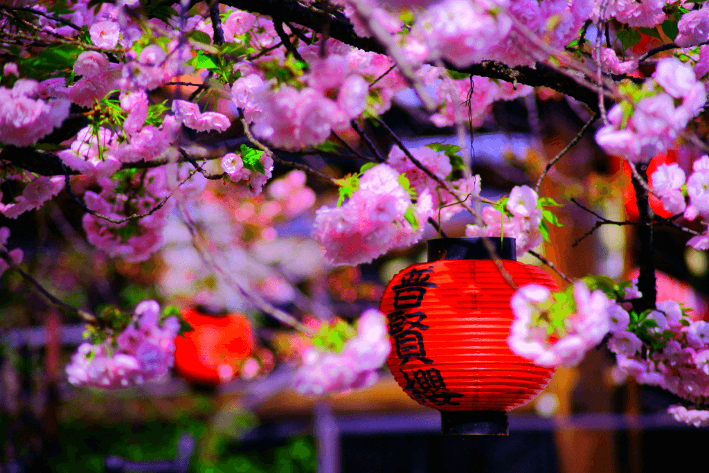 Cherry blossoms among red lanterns.