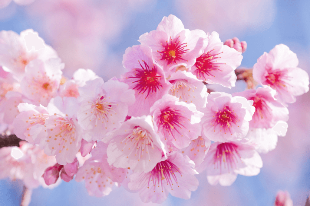 Close-up of cherry blossoms with a blush pink center.
